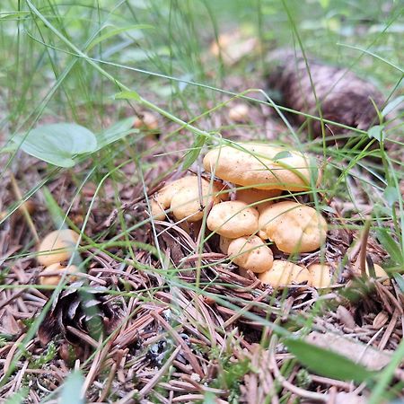 Naturpark Bauernhof Sperl Mariahof エクステリア 写真