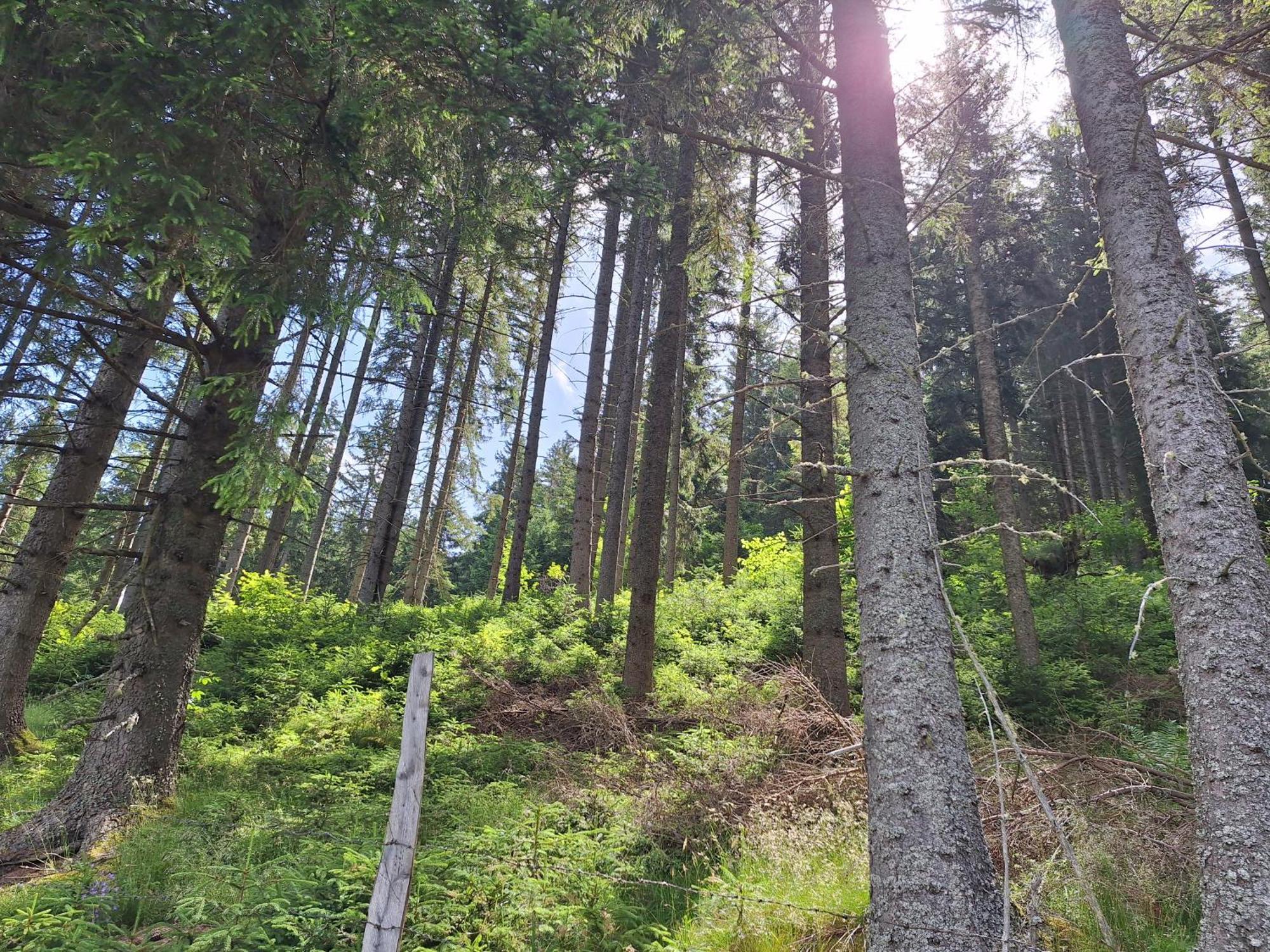 Naturpark Bauernhof Sperl Mariahof エクステリア 写真